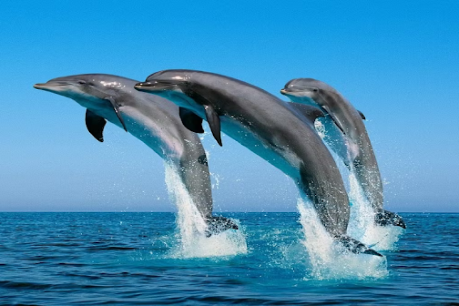 Dolphin Watch and Boat Ride Adventure on the Costa Del Sol