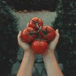 red tomatoes